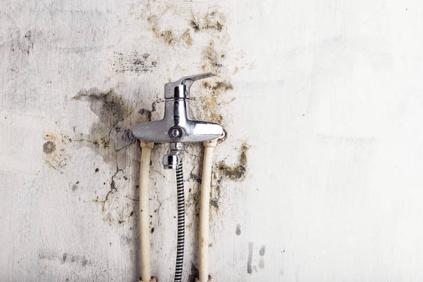 Best Post-Flood Mold Remediation in Sughter, LA