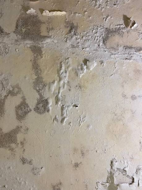 Best Black Mold Remediation in Sughter, LA